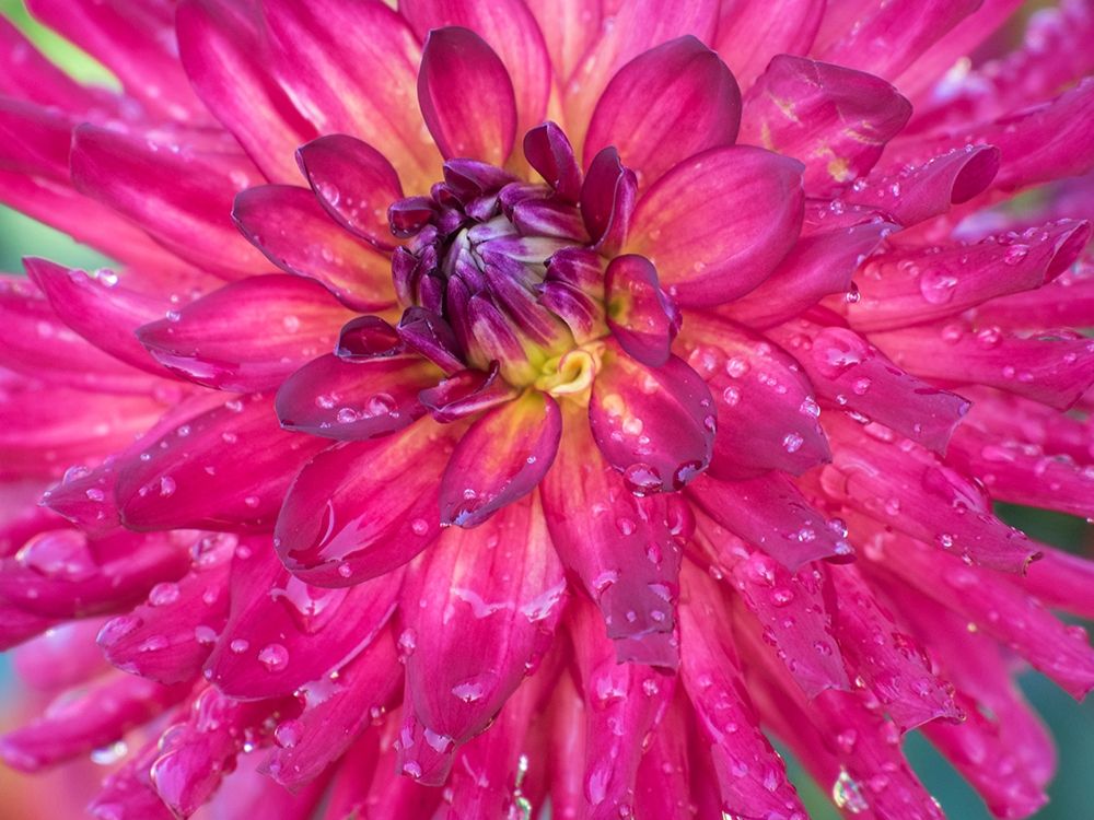 Oregon-Canby-Swam Island Dahlias-Dahlia flower close-ups